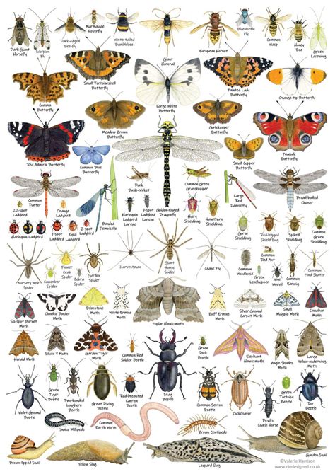 British Invertebrates Identification A3 Card Poster, Art Print