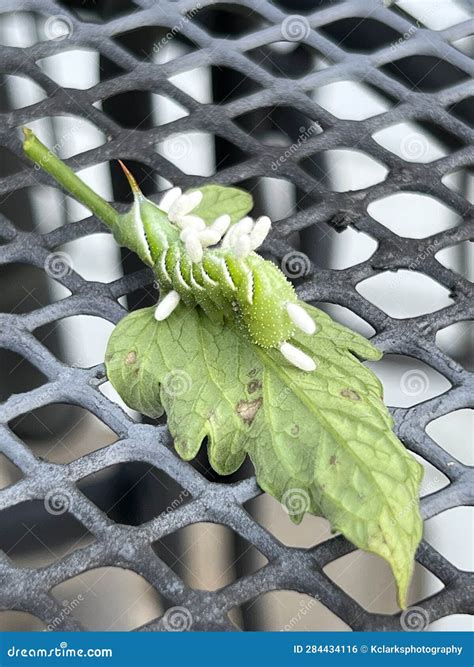 Braconid Wasp Parasite Egg Cocoon on Hornworm Tomato Worm Caterpillar Stock Photo - Image of ...