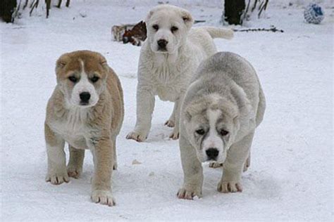 These are some keyword suggestions for the term "Kangal Dog ...