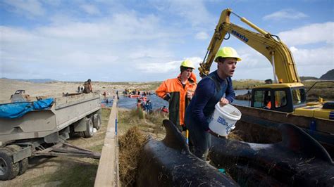 Far North whale stranding - New Zealand News - NZ Herald