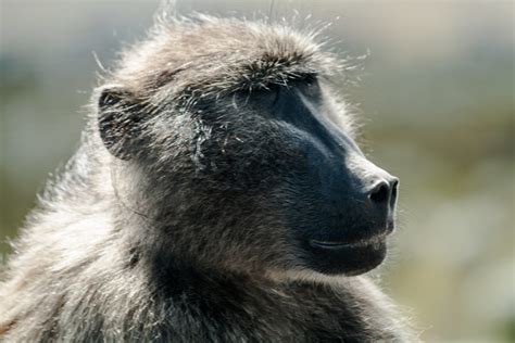 Urban wildlife: Managing Cape Town’s baboons