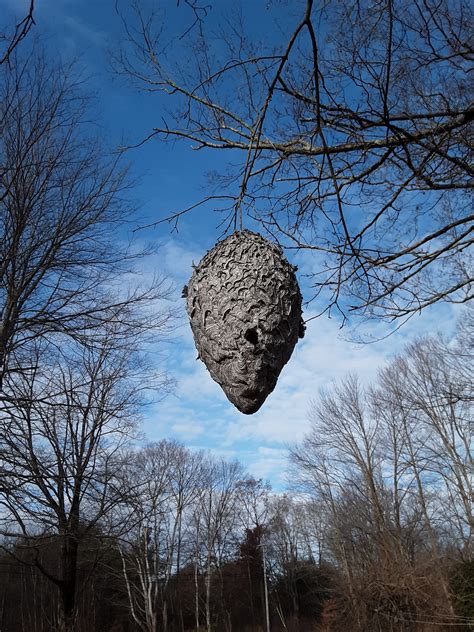 hornets nest in tree winter - Out-Of-This-World Blogs Ajax