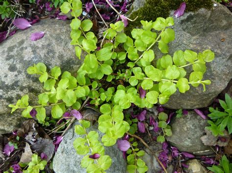 Creeping Jenny Ground Cover