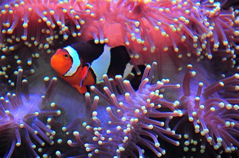 Everything You Needed to Know About the Habitat of Clownfish - Pet Ponder