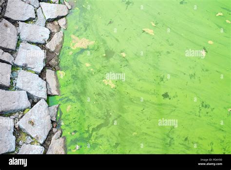 Contaminated by microorganisms water flow in the summe Stock Photo - Alamy