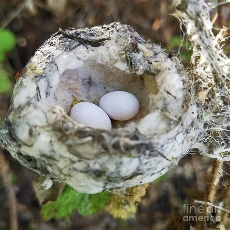 Allen's Hummingbird Nest Photograph by Craig Corwin - Fine Art America