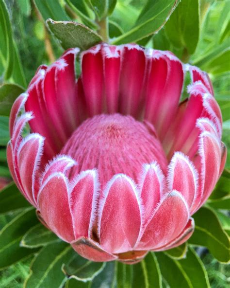 Pink Perfection 🌸 Trish Compact | Protea flower, Protea plant, Fynbos