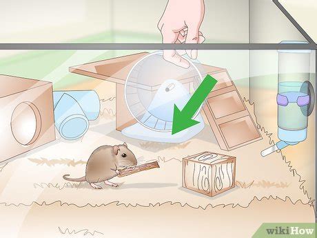 How to Set Up a Gerbil Cage: 15 Steps (with Pictures) - wikiHow