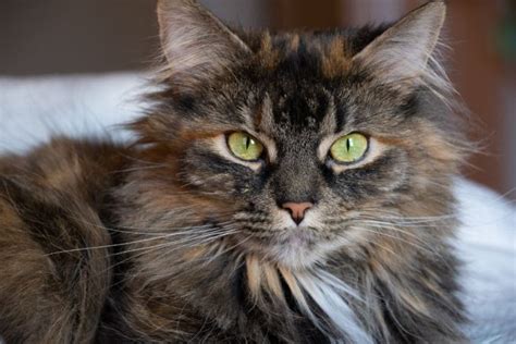 Six-Toed Hemingway Cats | Veterinary Blog for Los Angeles – Shiloh Veterinary Hospital