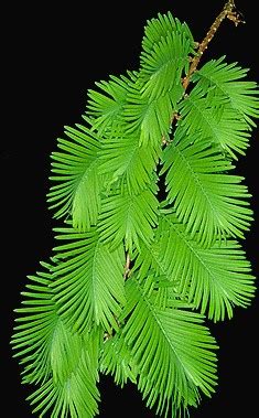 Dawn Redwood – Fairfax Gardening