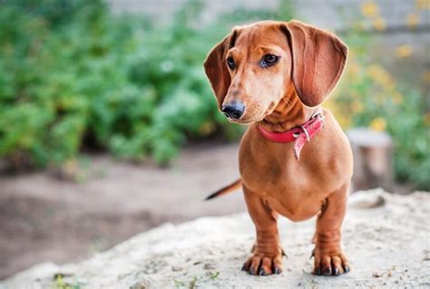 Dachshund Names: 70 Delightful & Dreamy Wiener Dog Names | All Things Dogs