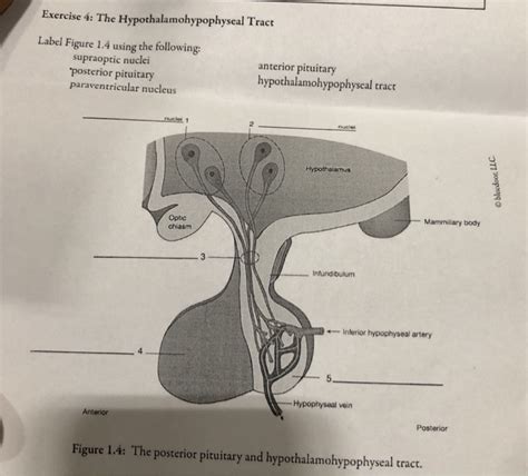 Solved Exercise 4: The Hypothalamohypophyseal Tract Label | Chegg.com