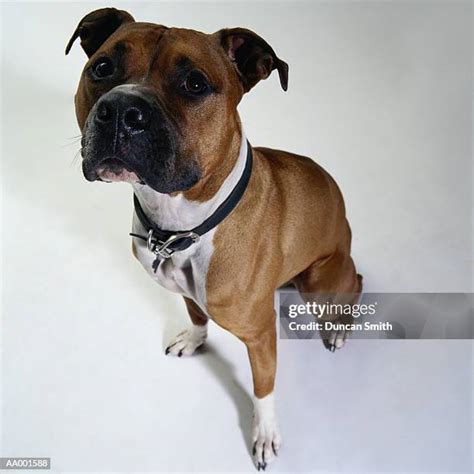 398 American Staffordshire Terrier Colors Stock Photos, High-Res Pictures, and Images - Getty Images