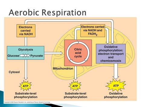 what are the products of aerobic cellular respiration?