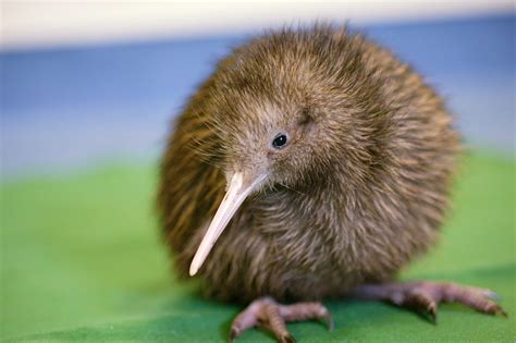 The birth of an adorable kiwi was livestreamed by this New Zealand ...