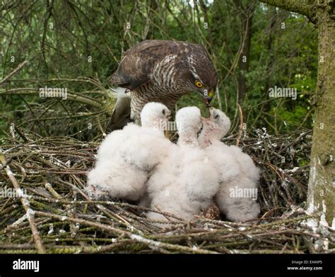 sparrowhawk feeding young Stock Photo, Royalty Free Image: 84931341 - Alamy