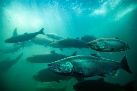 It’s time to restore habitat for salmon runs, before it’s too late - CalMatters