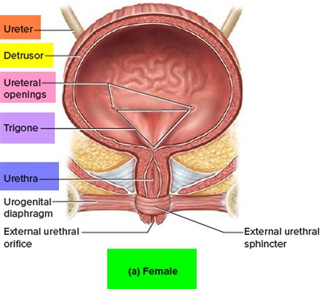 Prolapsed Bladder Causes, Symptoms, Diagnosis, Complication & Treatment