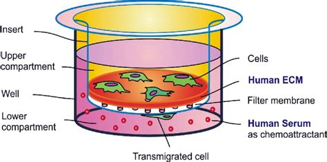 Schematic representation of the modified Transwell assay system for... | Download Scientific Diagram