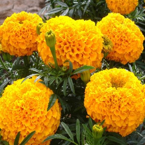 marigold seeds