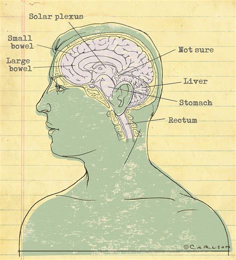 Midsagittal Brain Anatomy - Redefined | Carlson Stock Art