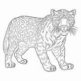 Coloring Pictures Of Jaguars  Pages Mimi Panda sketch template
