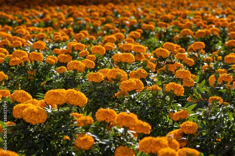 Field of cempasuchil flowers mexican tradicion Xochimilco Stock Photo ...