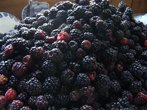 Eden Creek Farm: Dewberry Cobbler!!!!!