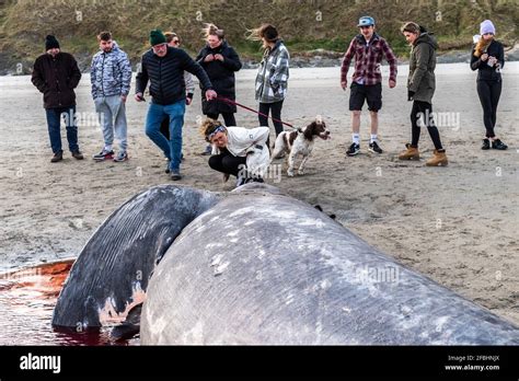 Basking shark ireland hi-res stock photography and images - Alamy