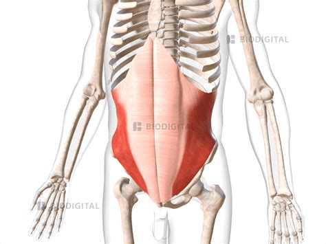 Internal oblique | BioDigital Anatomy