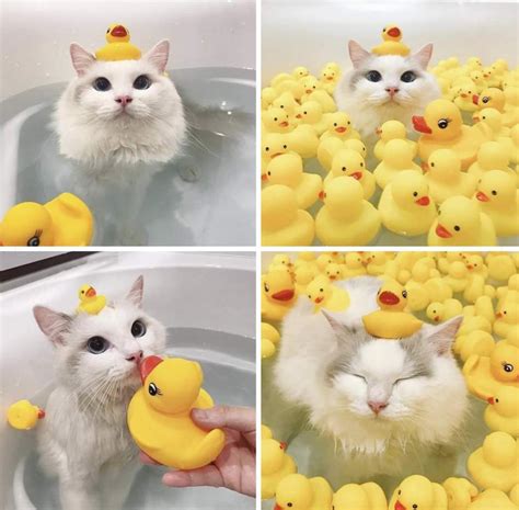 Cat accepts duck religon : r/thisismylifenow