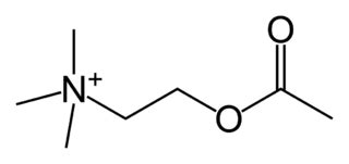 Acetylcholinesterase | Definition, Function & Location | Study.com