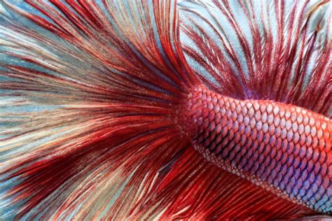 Will a Fish’s Tail and Fin Heal & Grow Back? » Petsoid