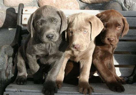 Charcoal, Silver and Chocolate Lab Puppies