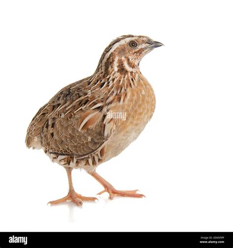 Wild quail, Coturnix coturnix, isolated on a white background Stock Photo - Alamy