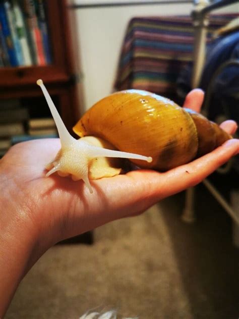 Albino Giant African Land Snail Baby | in Gatehouse of Fleet, Dumfries and Galloway | Gumtree