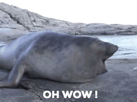 Oh Wow Seal | Seal gif, Funny gif, Gif