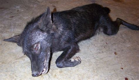 Black Coyote | Hunting and Wildlife Blog by Zach WIlleford, Wildlife ...