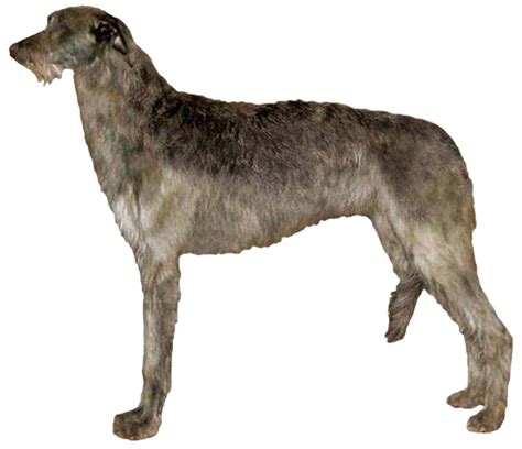 Scottish Deerhound Grooming