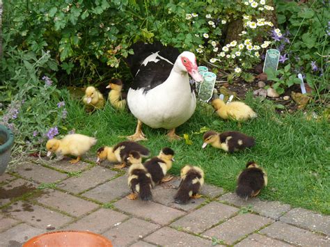 Muscovy | Ducks | Breed Information | Omlet