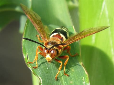 Blue Jay Barrens: Cicada Killer Wasp