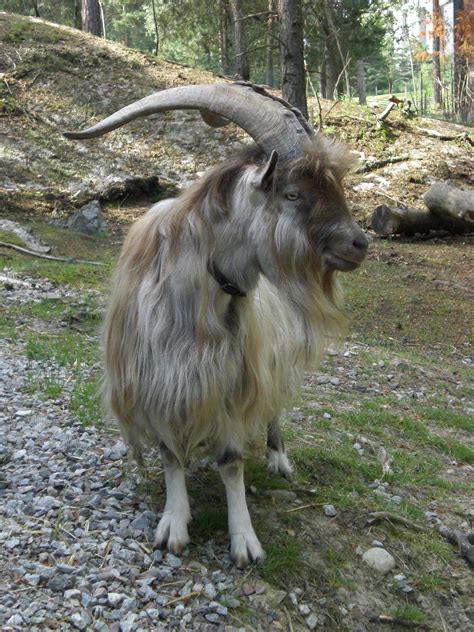 Jämtget - The peasantry goat is a type of the Swedish landrace, which ...