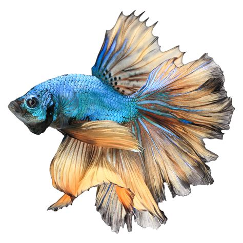 Betta PNG Images (Transparent HD Photo Clipart) | Watercolor fish, Fish drawings, Fish art