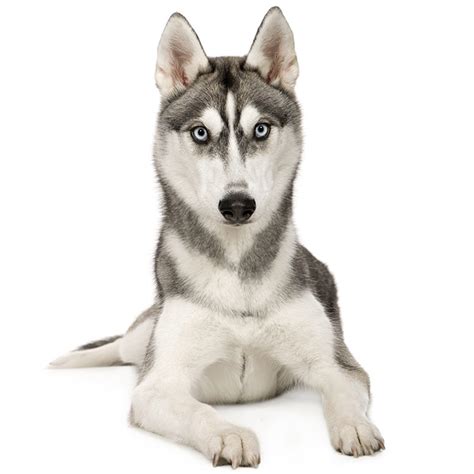 Alaskan Husky Dog Breed: Profile, Personality, Facts