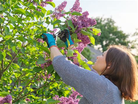 The Best Time to Prune Your Lilac Bushes