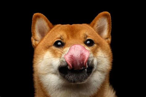 Shiba Inu Feeding Chart – What The Ideal Dog Diet Looks Like