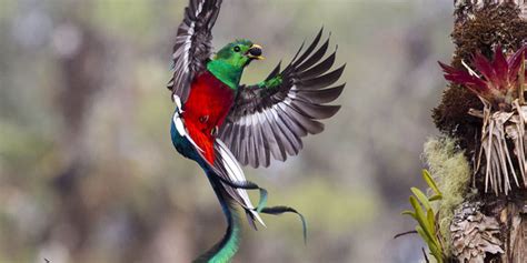 El Quetzal, Ave Nacional de Guatemala | Aprende Guatemala.com