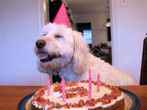 A Puppy Treat - Dog Birthday Cake | We are not Foodies