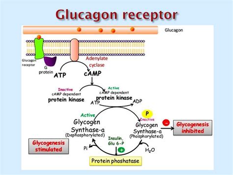 Regulation of metabolism - презентация онлайн