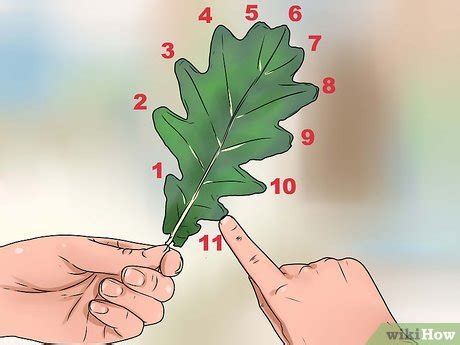 3 Ways to Identify Oak Leaves - wikiHow